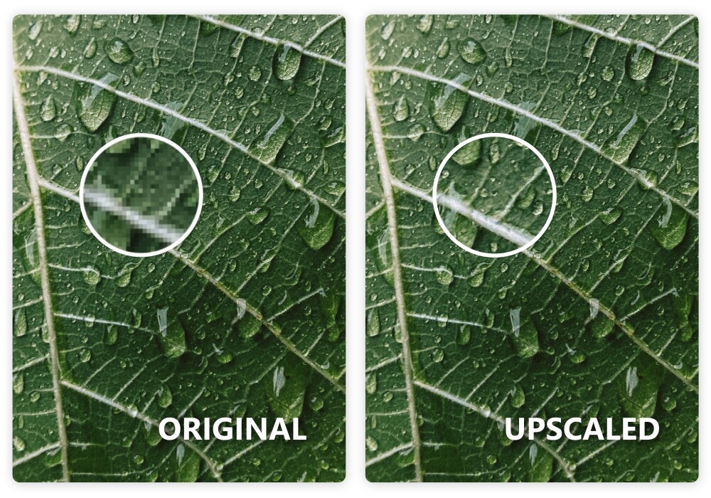 Upscaling model 2x on leaf image