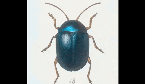 How visual search engines work: Creating new insect images automatically to train an image recognition system? How cool is that? There are endless possibilities with GAN models for basicaly any image type. [Source]