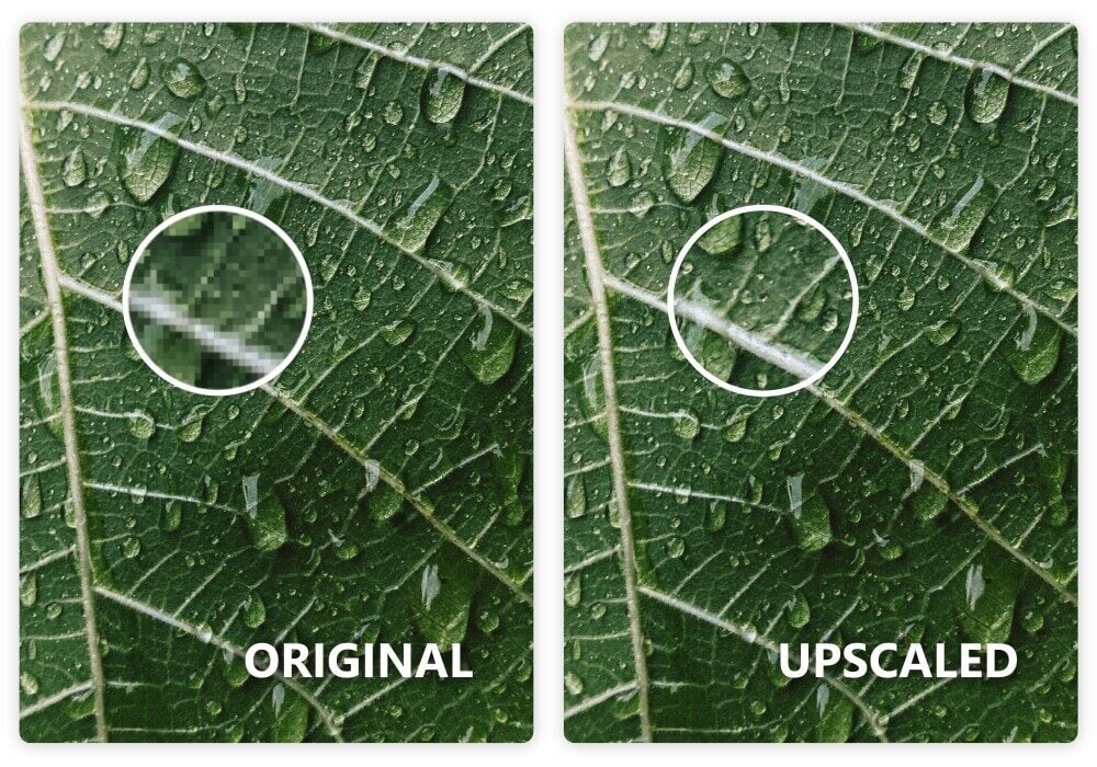 Upscaling model 2x on leaf image